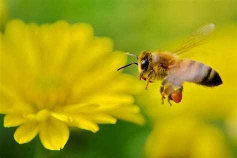 蜜蜂 死 在家里 代表 什么|【科学辟谣】蜜蜂消失以后 人类就能活4年？